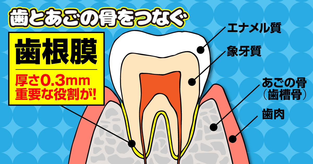 歯根膜