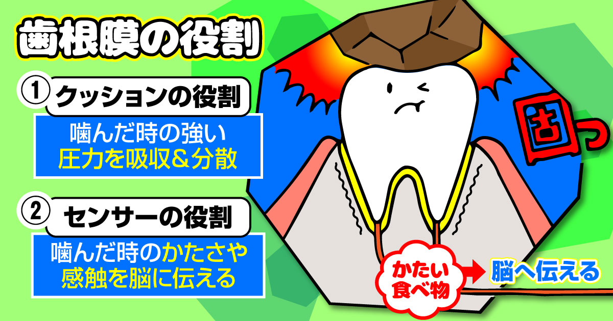 歯根膜